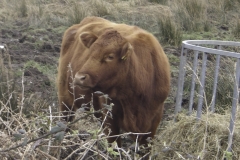 KODAK Digital Still Camera